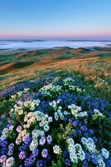 Obraz premium Rolling meadow hills at dawn with blue wildflowers and low mist for a serene nature background or wellness advertising