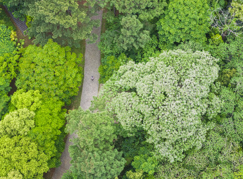 Aerial view of a winding stone path through a lush forest with vibrant green trees and a single person walking, Taiwan. The Chinaberry trees are in full bloom.