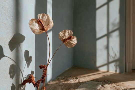 Dried lunaria stems casting long shadows in a dusty blue limewash room, a minimal botanical still life for serene interior design and wellness backgrounds