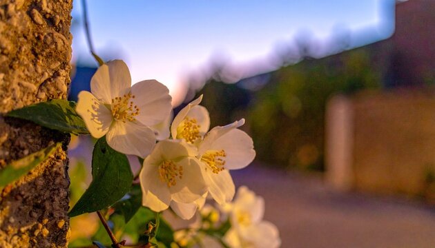 Close up of blooming white and yellow flowers in garden.