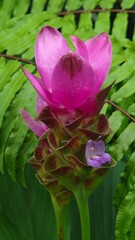 Obraz premium Pink Siam Tulip. Pink Cauliflower.