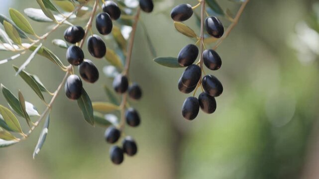 Black olives ripening on an olive tree branch gently swaying in the wind, a symbol of agriculture, healthy eating, and mediterranean extra virgin olive oil production