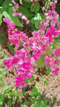Honey bee collecting nectar from pink Antigonon leptopus flowers-Vertical.