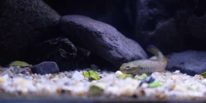 Stiphodon ornatus Rainbow Goby