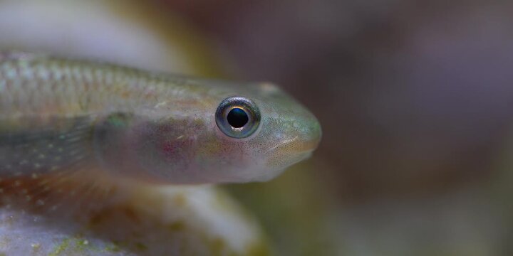 Stiphodon ornatus Rainbow Goby