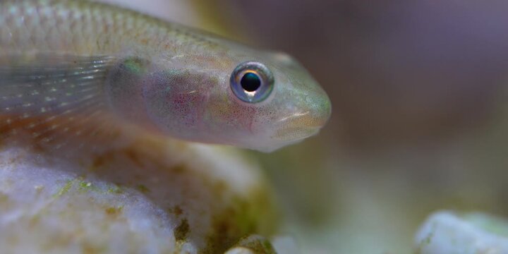 Stiphodon ornatus Rainbow Goby