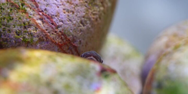 Stiphodon ornatus Rainbow Goby