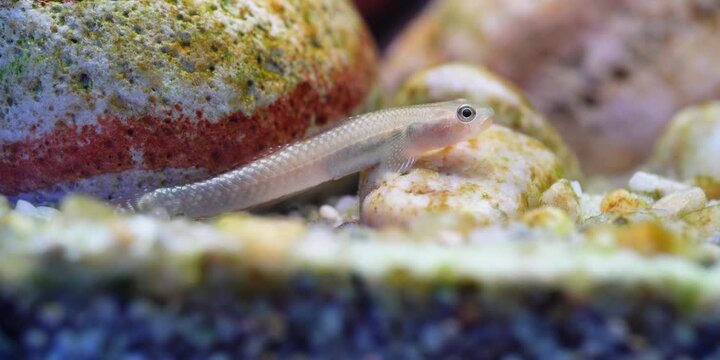 Stiphodon ornatus Rainbow Goby