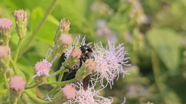 Indian Giant Bee Collecting Nectar from Wildflowers, Macro Close Up of Solitary Pollinator, Tropical Wildlife, Natural Habitat