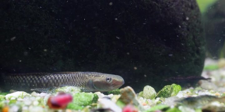 Stiphodon ornatus Rainbow Goby