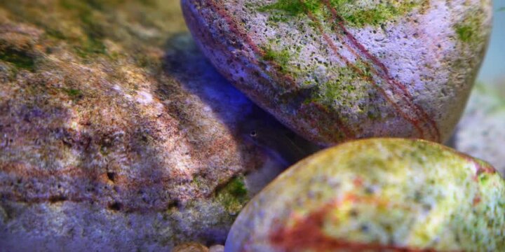 Stiphodon ornatus Rainbow Goby