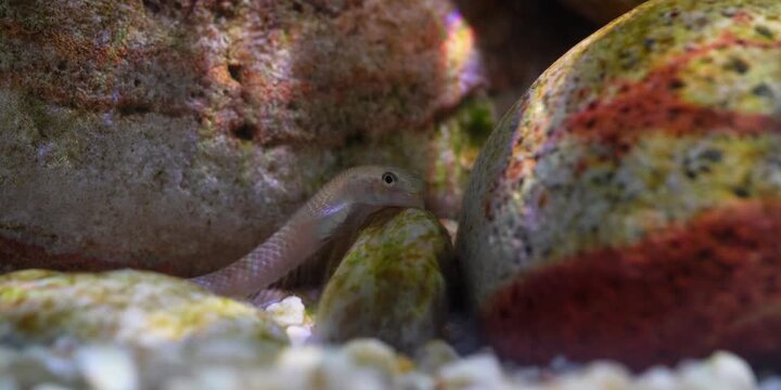 Stiphodon ornatus Rainbow Goby