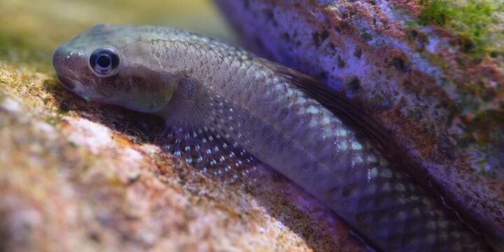 Stiphodon ornatus Rainbow Goby
