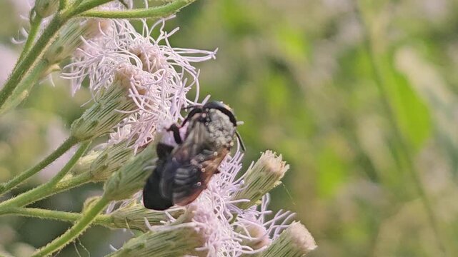 Indian Giant Bee Collecting Nectar from Wildflowers, Macro Close Up of Solitary Pollinator, Tropical Wildlife, Natural Habitat