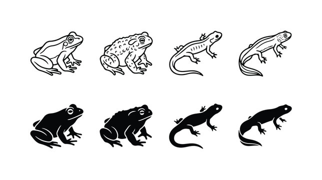 Vintage amphibian vector set, 8 frog and salamander icons in line art and silhouette, hand drawn toad and newt illustrations for biology education