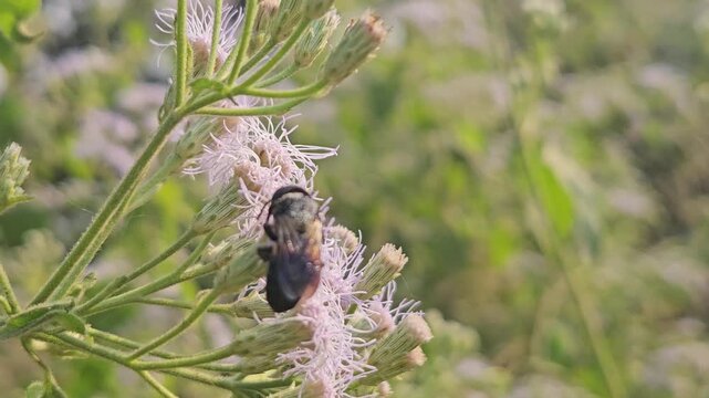 Indian Giant Bee Collecting Nectar from Wildflowers, Macro Close Up of Solitary Pollinator, Tropical Wildlife, Natural Habitat