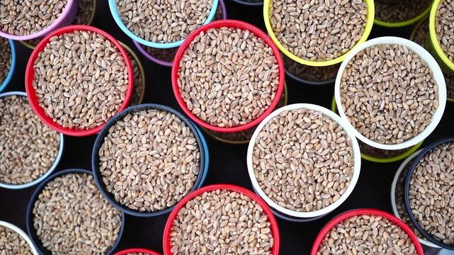 Many pots hold different types of whole wheat grains at a market stall 
