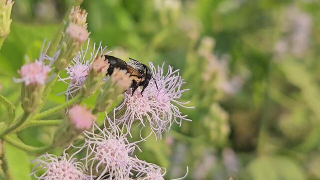 Indian Giant Bee Collecting Nectar from Wildflowers, Macro Close Up of Solitary Pollinator, Tropical Wildlife, Natural Habitat