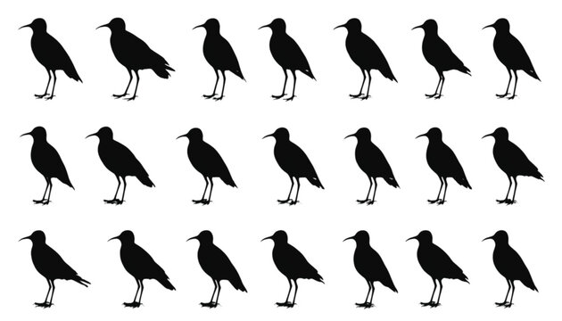 Sandpipers are presented in a structured array of identical black silhouettes showcasing the shorebirds standing in profile for use in scientific illustrations and natural history design projects.