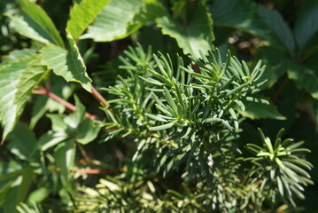 Close-up of green yew branch needles with Virginia creeper leaves background (Bliskie ujęcie zielonej gałązki cisa na tle liści winobluszczu). © Krzysztof