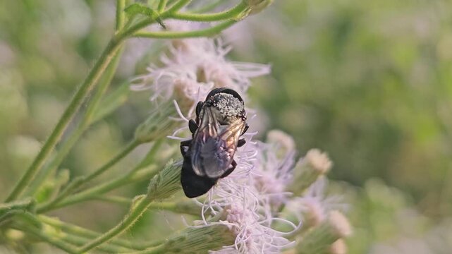 Indian Giant Bee Collecting Nectar from Wildflowers, Macro Close Up of Solitary Pollinator, Tropical Wildlife, Natural Habitat