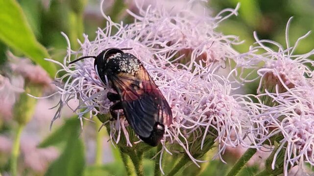 Indian Giant Bee Collecting Nectar from Wildflowers, Macro Close Up of Solitary Pollinator, Tropical Wildlife, Natural Habitat