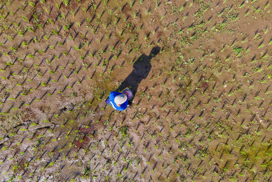 Aerial view of a farmer in a blue shirt planting rice in a muddy paddy field in Karanglewas, Central Java, Indonesia.