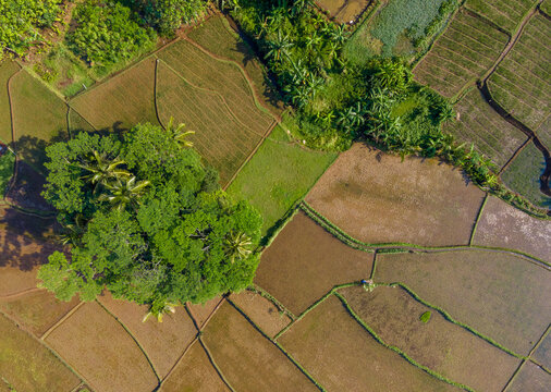 Aerial view of lush green rice paddies and agricultural fields with palm trees and irrigation channels in Karanglewas, Central Java, Indonesia.