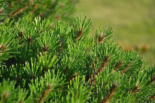 Pinus mugo mughus (Dwarf Mountain Pine).Closeup outdoors branches with needles .Growing  evergreen conifer concept. Free copy space
