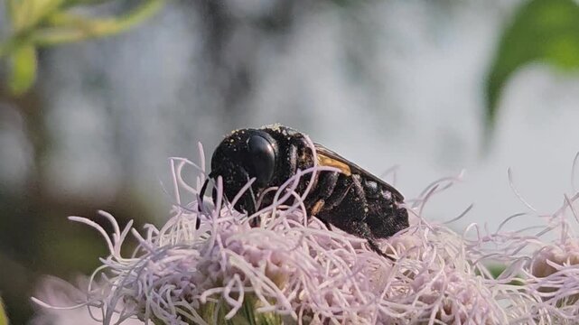 Indian Giant Bee Collecting Nectar from Wildflowers, Macro Close Up of Solitary Pollinator, Tropical Wildlife, Natural Habitat