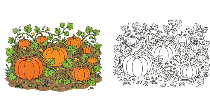 Pumpkin Patch Coloring Page and Colored Illustration with Autumn Harvest Garden Theme for Kids and Adults