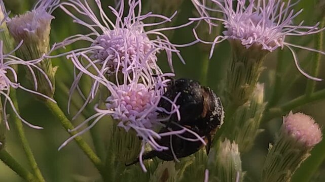 Indian Giant Bee Collecting Nectar from Wildflowers, Macro Close Up of Solitary Pollinator, Tropical Wildlife, Natural Habitat