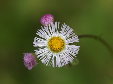 Close-up of a white daisy fleabane flower with yellow center and pink buds on green background.