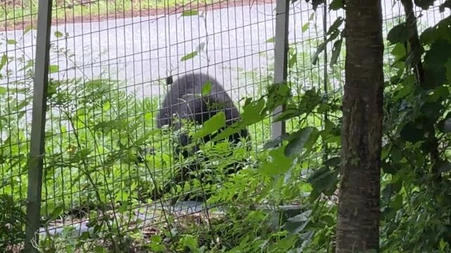 Bear walks behind fence, surrounded by greenery. Fence rustles with leaves, partially obscuring view. Bear pauses near road, appearing curious and cautious. Scene suggests wildlife encounter