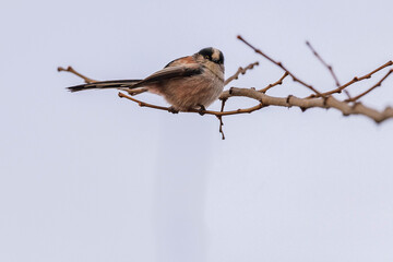 Cute long tailed tit bird perched on bare tree branch under cloudy sky background. © 완수 안