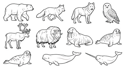 Arctic animals line art collection, 11 polar wildlife vector icons, hand drawn polar bear wolf and whale sketches for coloring pages © Ch