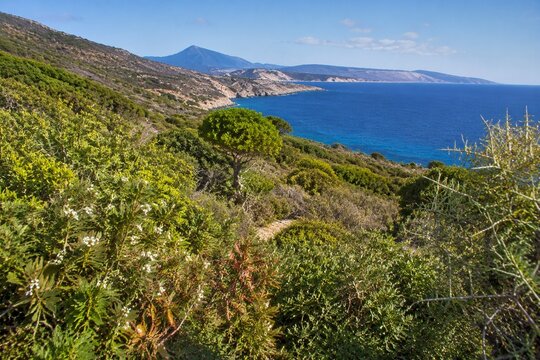 Dense Mediterranean shrubland with myrtle and mastic trees under bright sunlight.