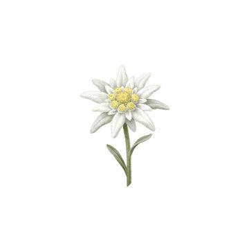 Realistic vector illustration of a Swiss Alpine Edelweiss flower with velvety white petals isolated on a white background.