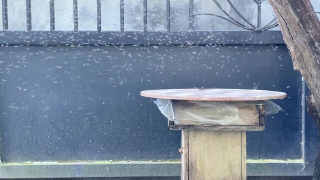 Swarm of tiny flying insects fills the air near a wooden table. The table sits beside a dark metal gate. Small fish lies on the ground nearby. The scene suggests a quiet outdoor moment