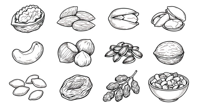 Vintage hand drawn nuts and seeds collection, 12 organic snack vector icons, engraved nut illustrations for food packaging and menu design