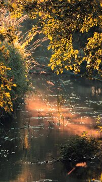 summer leaves reflected in water