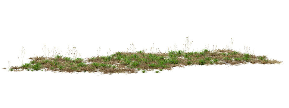 3D Render Of Lush Green Grass Blades On Transparent Background For Natural Texture And Design Backgrounds