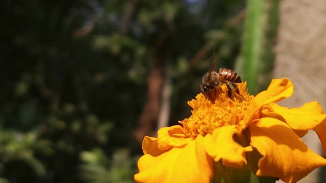 Indian Honey Bee Apis cerana indica collecting nectar and pollen from a vibrant orange marigold flower. Natural pollination behavior, striped abdomen, delicate wings, and interaction with the flower