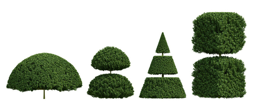 Three Dimensional Render Of A Lush Euonymus Japonicus 3d plants With Green Foliage On Transparent Background