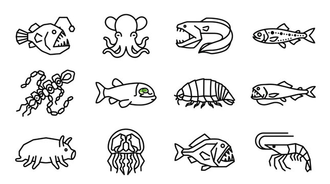 Various sea creatures illustrations 3.