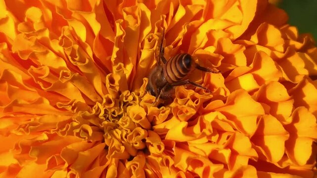 Indian Honey Bee Apis cerana indica collecting nectar and pollen from a vibrant orange marigold flower. Natural pollination behavior, striped abdomen, delicate wings, and interaction with the flower