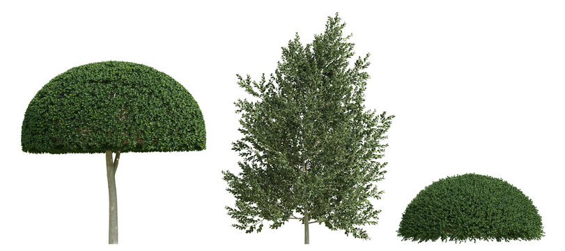Three Topiary Holly 3d Green Plants Rendered In Dimensional Form On An Isolated Transparent Background Studio Ready