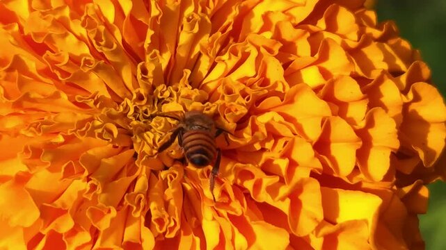 Indian Honey Bee Apis cerana indica collecting nectar and pollen from a vibrant orange marigold flower. Natural pollination behavior, striped abdomen, delicate wings, and interaction with the flower