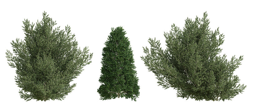 Three Lush English Holly Plants 3D Render With Dense Green Foliage On Transparent Background, Standalone