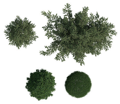 Top View 3D Render Of English Holly Plant With Dense Green Foliage On Transparent Background Isolated